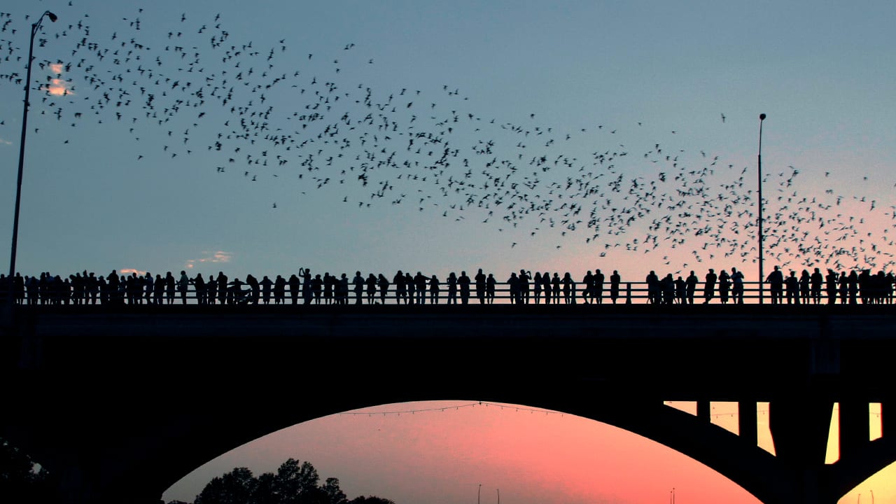 Why We Need Biophilic Cities