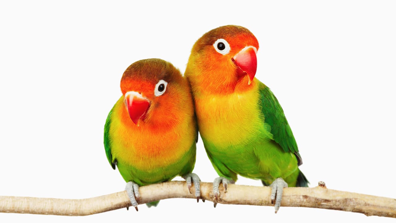 What Hunting For A Mate Teaches You About Great Design