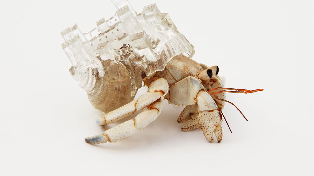 An Artist Gives Hermit Crabs Crazy New Homes