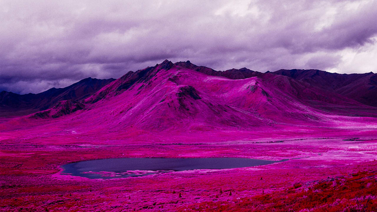 low arctic pink