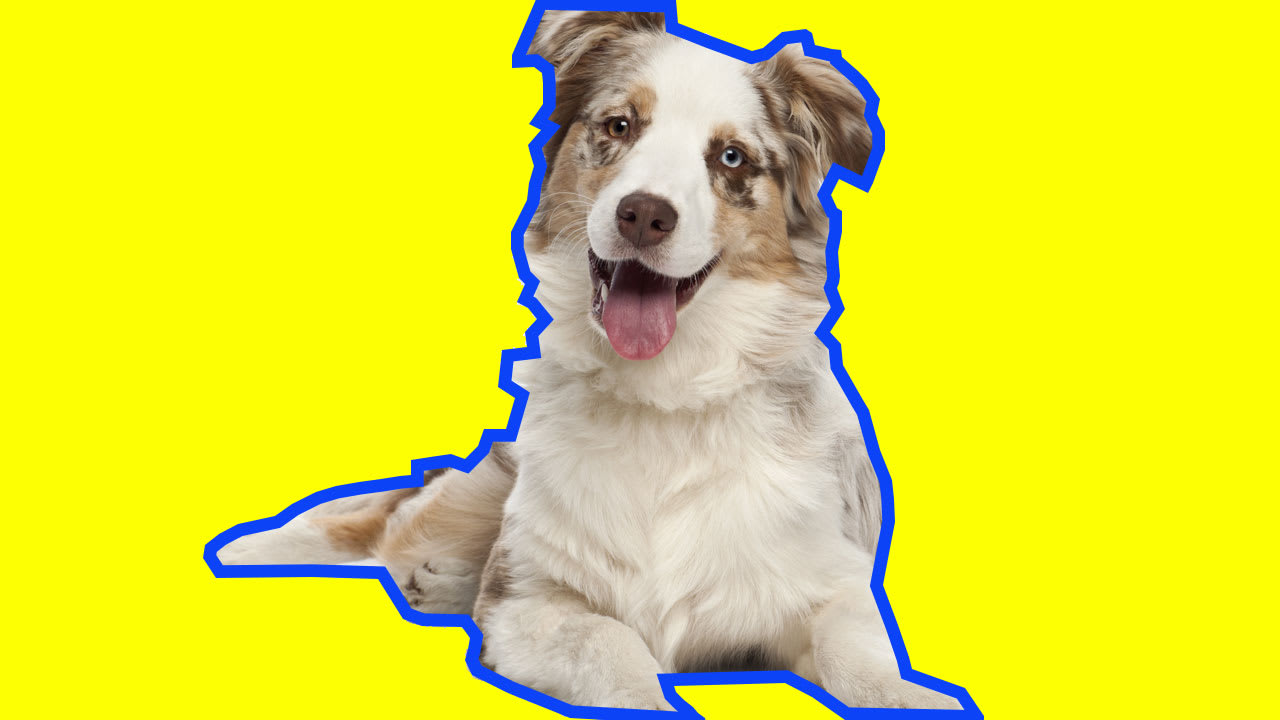 Ikea homeless dogs online