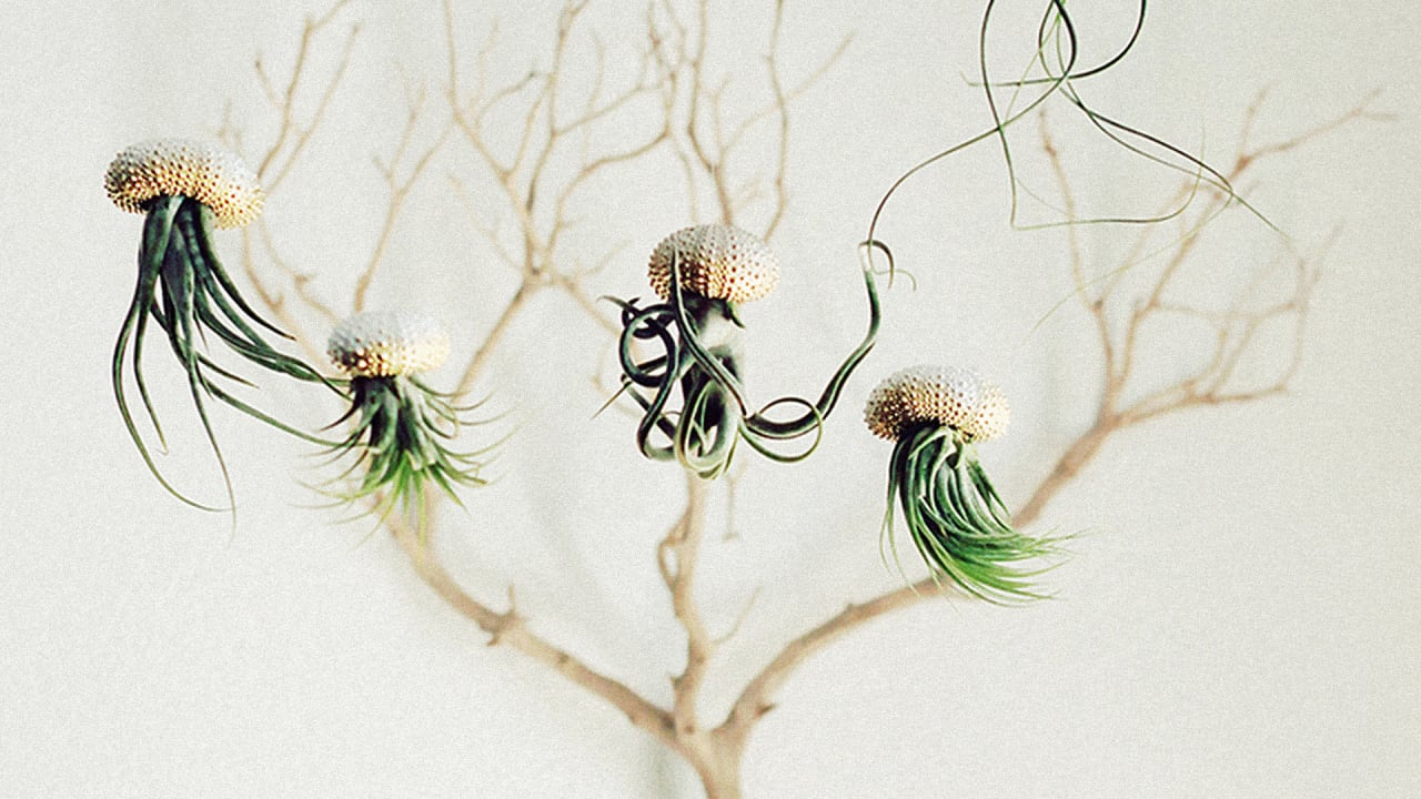 These Plants Look Like Jellyfish Swimming Through Your House