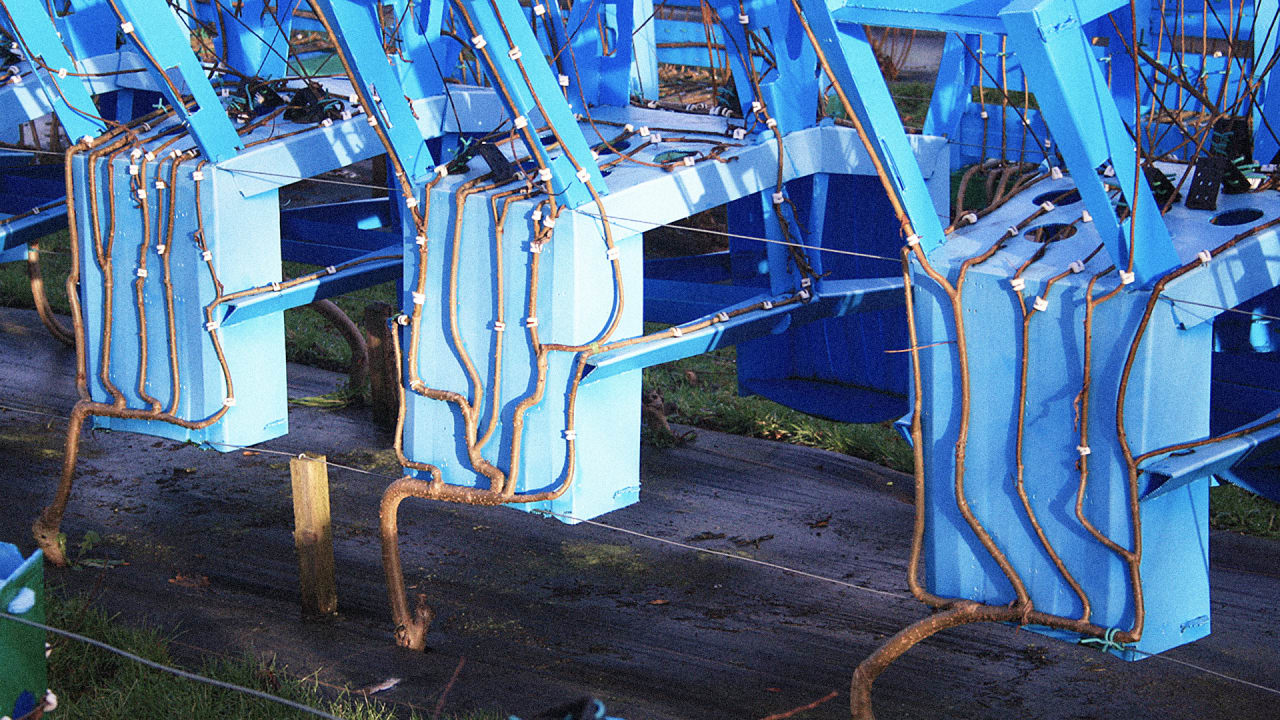 These Molded Trees Grow Into Fully Formed Chairs, Tables, And Lamps