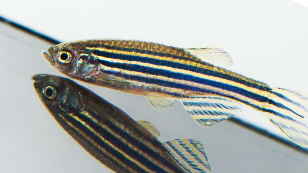 To Find A Cure For Blindness These Scientists Are Mimicking Fish Eyes