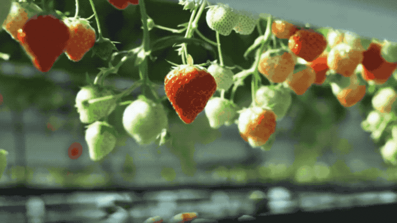 This StrawberryPicking Robot Gently Picks The Ripest Berries With Its