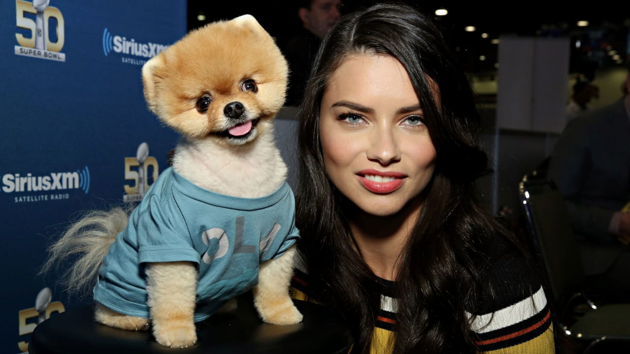 Move Over Beyonce These Are The Most Followed Pets On Instagram
