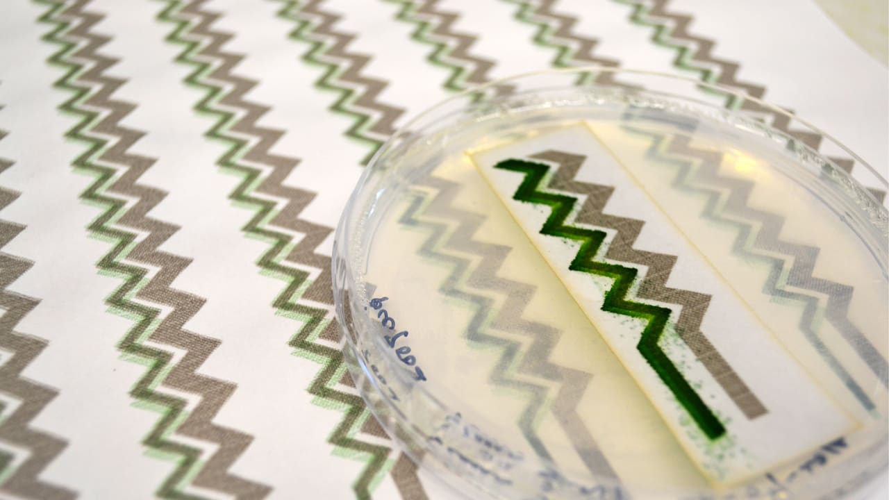 Scientists Have Engineered Living Breathing Wallpaper