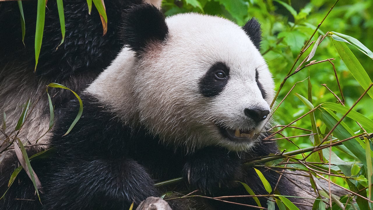 China S New Panda Park Will Be The Size Of Massachusetts