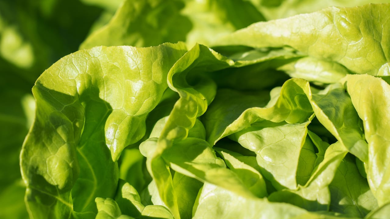 E. coli lettuce outbreak Here’s what the CDC says to do right now