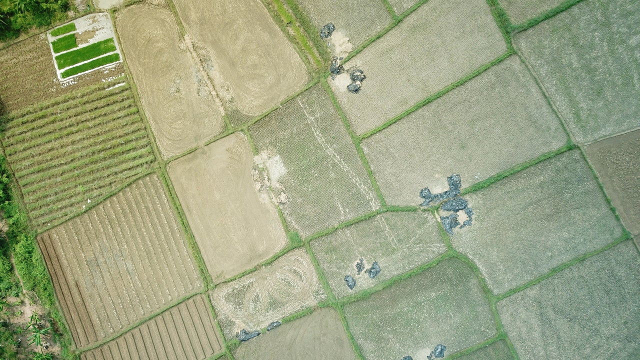 Weed Wacking Robots Are A Threat To Plants And The Pesticide Industry