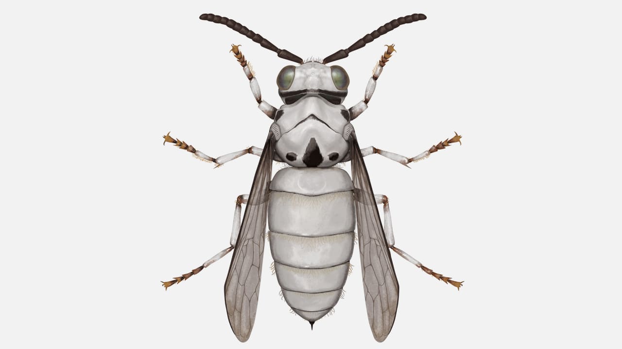 Star Wars meets natural history in this oddly satisfying mashup