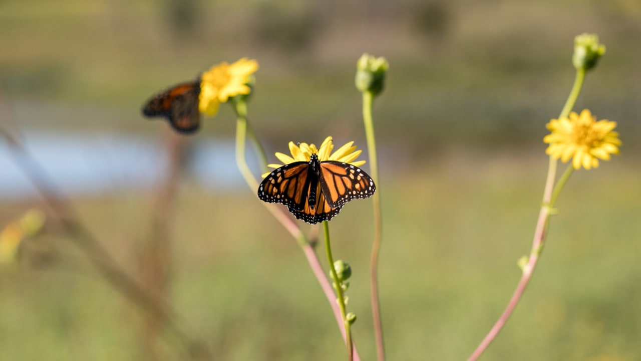Smithfield is funding monarch butterfly habitat restoration
