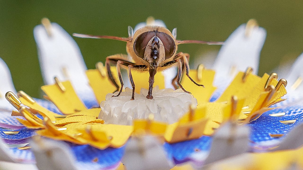 Artificial flowers may help real insects to survive in cities