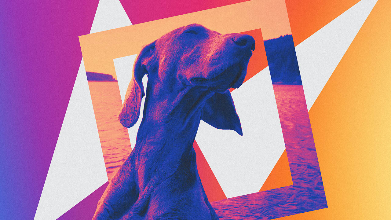 Mesmerizing The Dog Agency Picture Nature