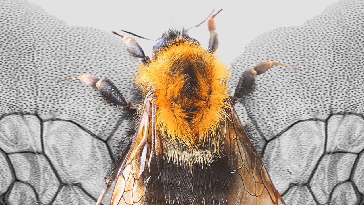 The Secret Inner Life Of Bumblebees And Other Bugs
