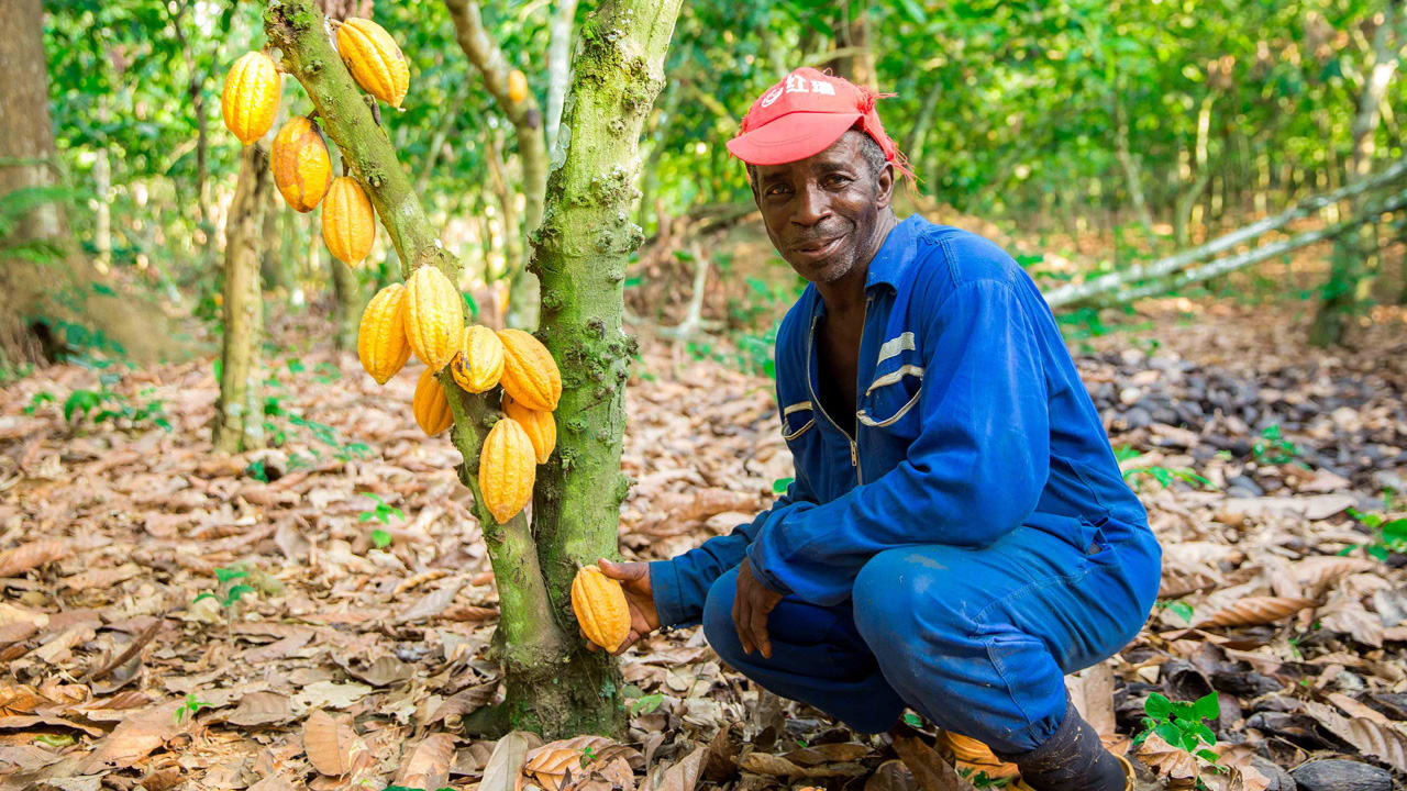 Hershey's new plans to help cocoa farmers fight climate change