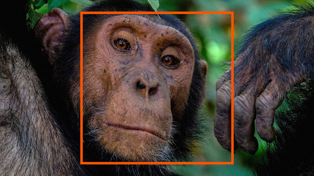 chimpanzee face surgery