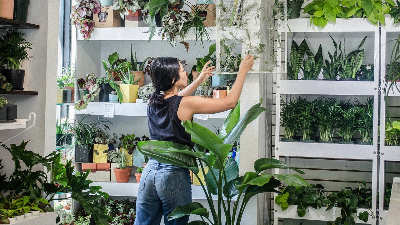 These Startups Sell Plants To Stressed Out Millennials - How Do I Start An Indoor Plant Business