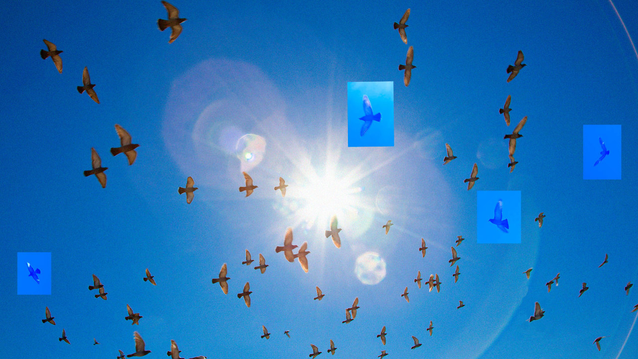 Песня солнце в небе птички пели. Небо птицы солнце. Птицы в небе. Стая птиц в небе. Ласточки в небе.