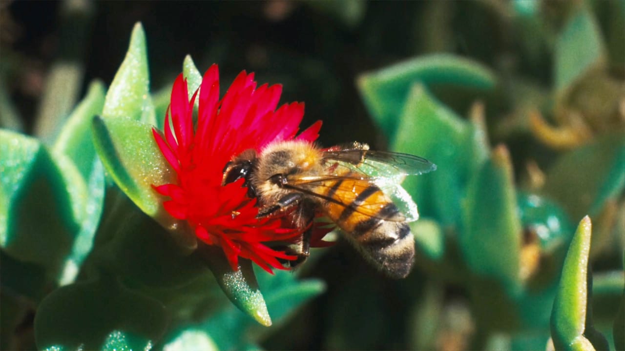 Flower And Bee Porn - Your porn addiction can help save bees via Pornhub Beesexual