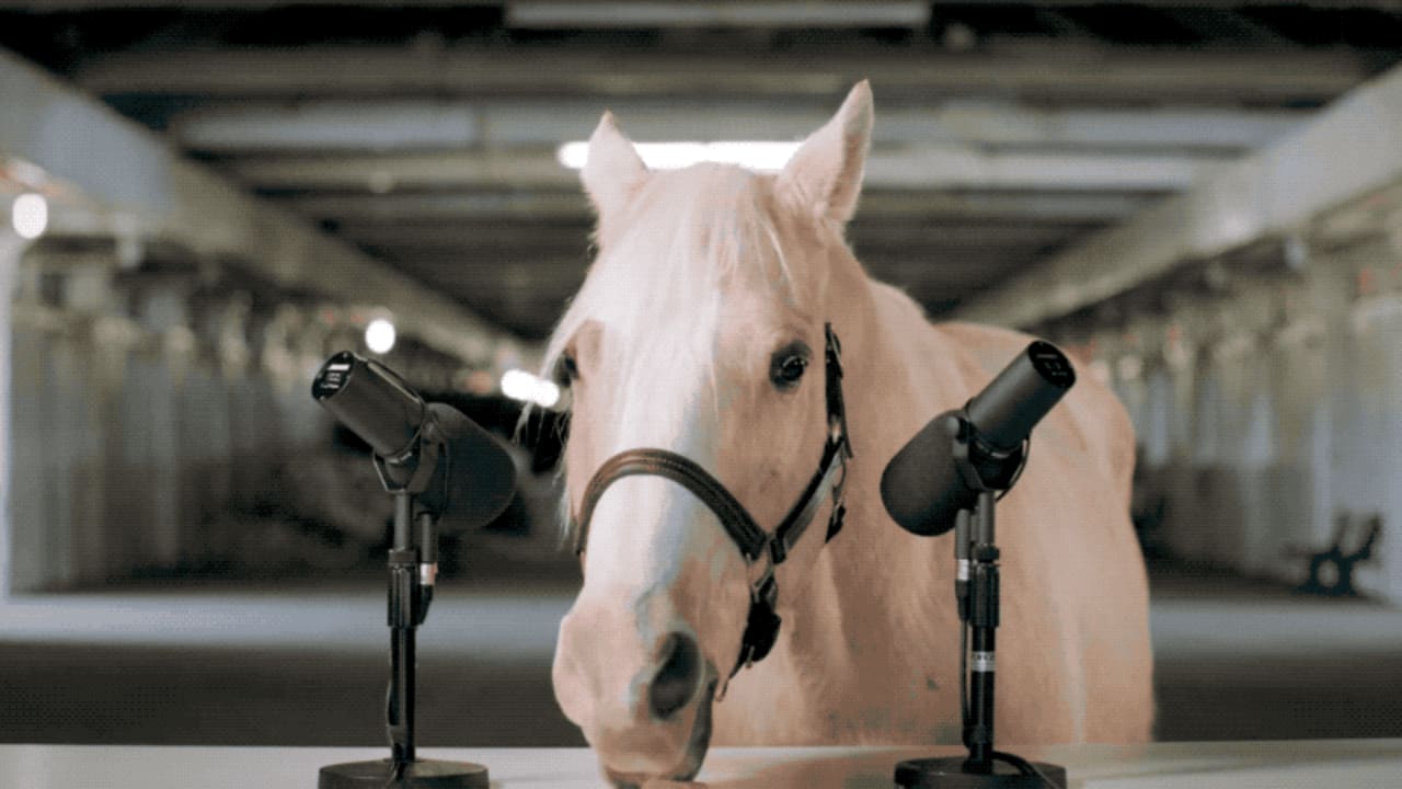 Реклама лошадок. Лошади из рекламы. Лошадь реклама смешная. Реклама с лошадью. Питание лошадей.