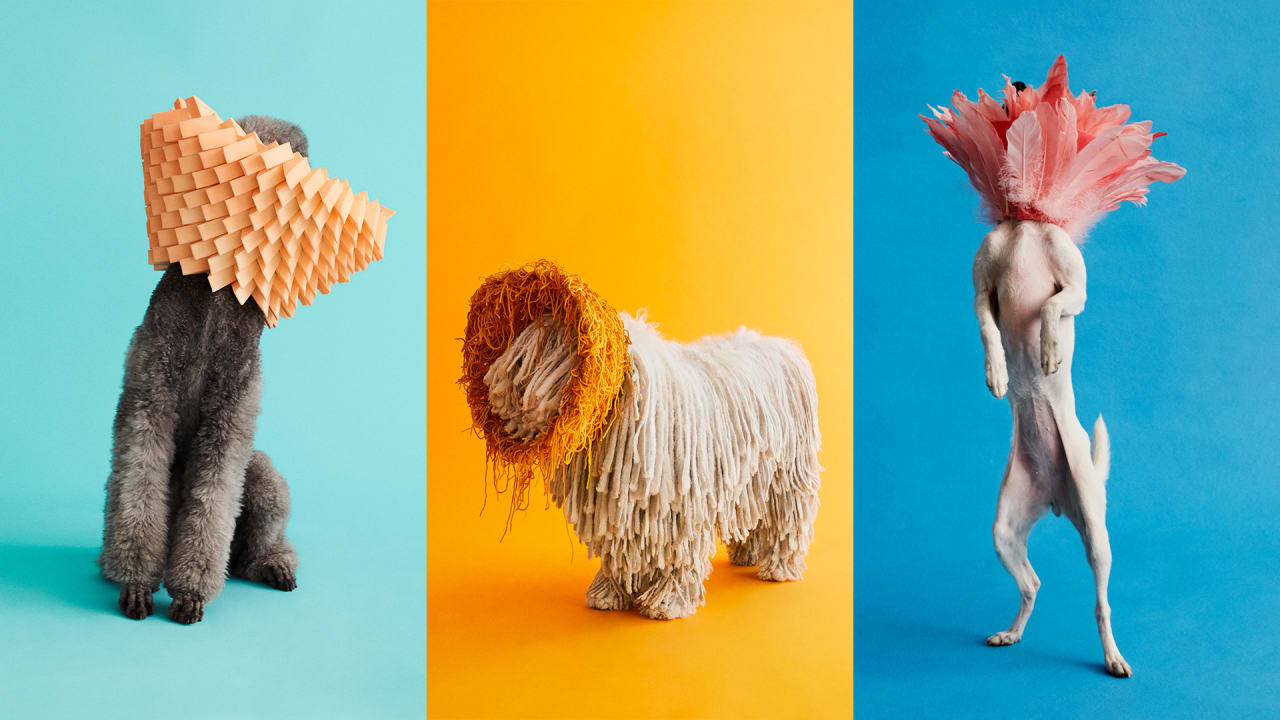 Dogs in top cones funny