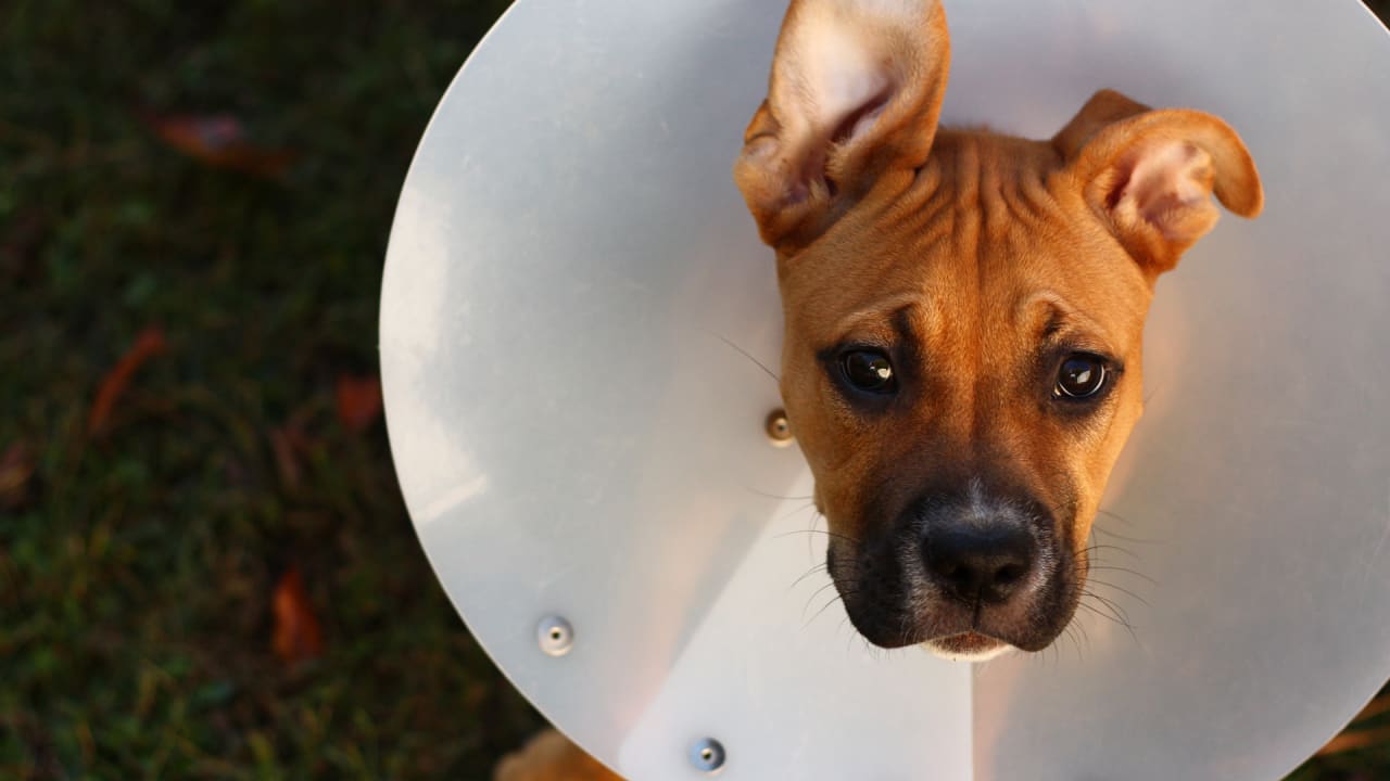 Worm Medicine For Puppies Walmart Petarmor 7 Way De Wormer Pyrantel