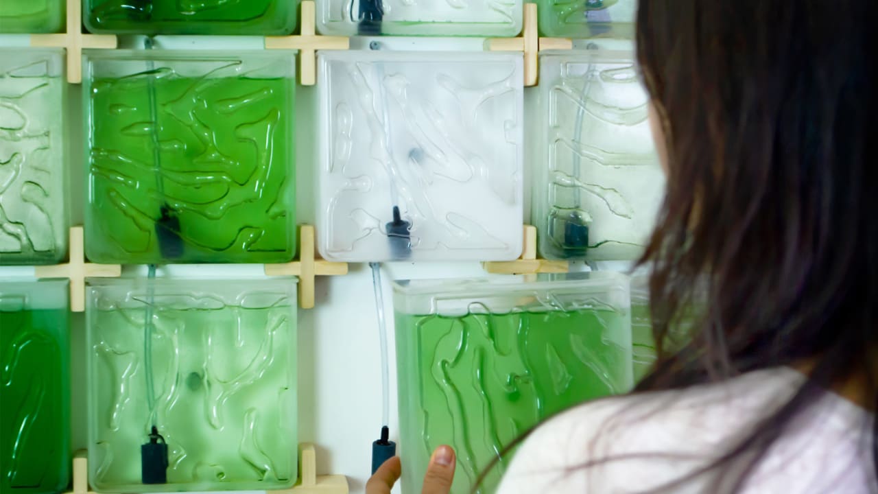 RISD grad designs the easiest way to grow your own algae