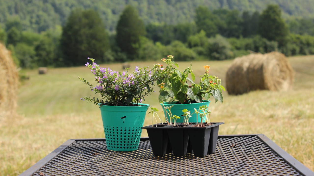 This biodegradable flower pot can be planted in your backyard