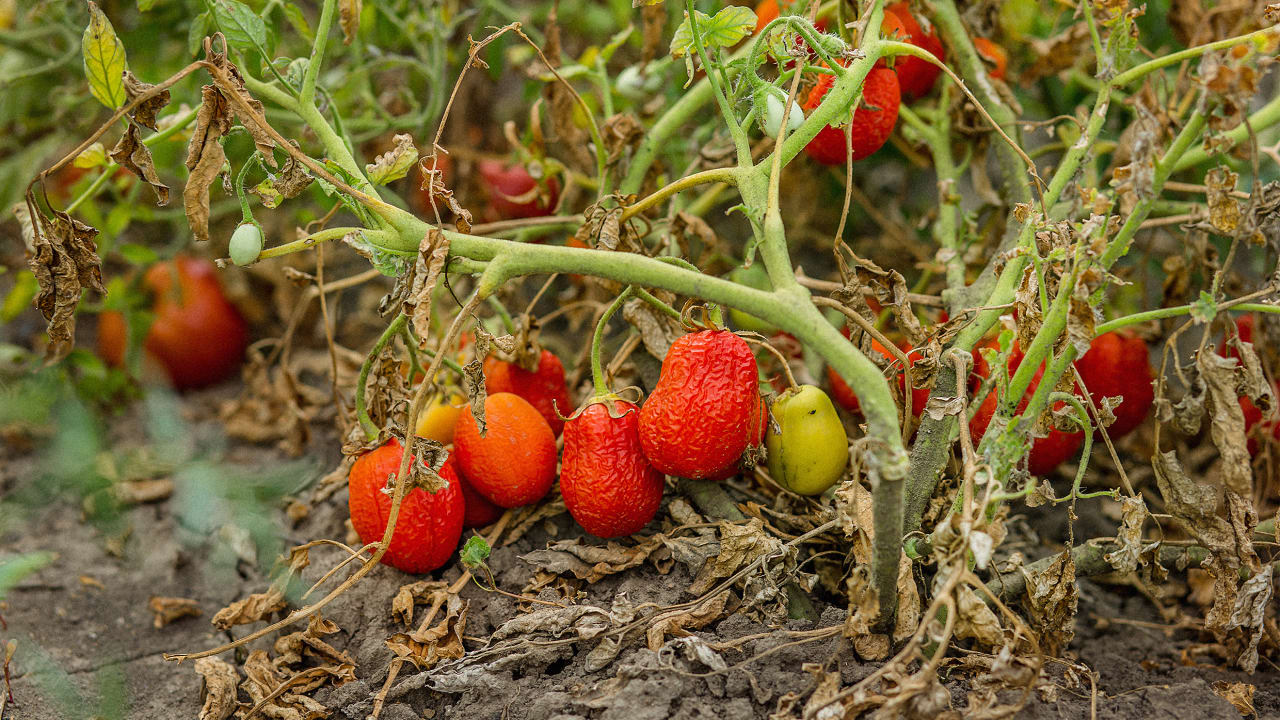 33 of produce is wasted on farms