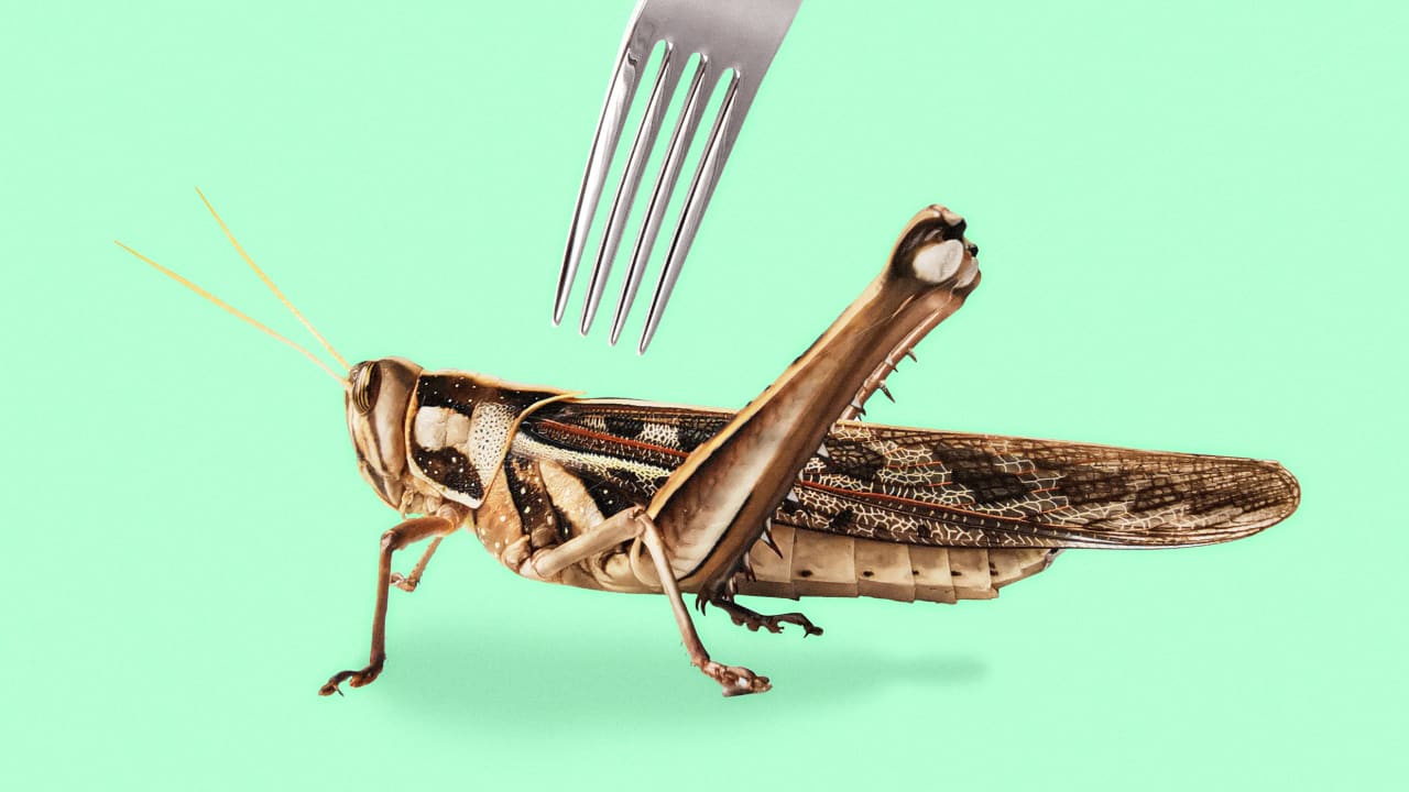 Is eating bugs any morally different than eating cows?