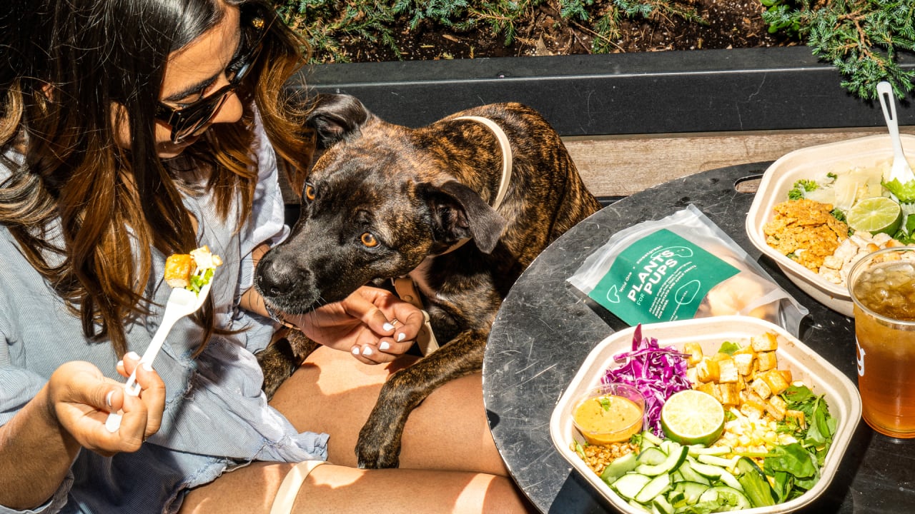 International Dog Day Sweetgreen has a salad for your pup