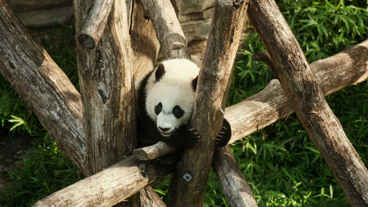 Beloved pandas could get caught up in Trump’s trade war with China