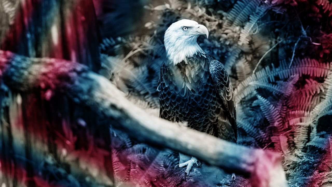 Trump guts the Endangered Species Act that saved bald eagles