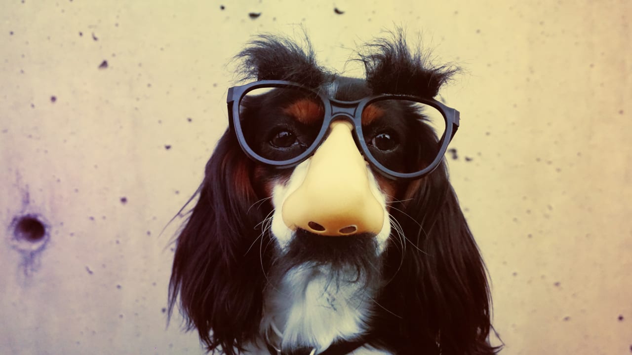 These Are The Top 10 Halloween Costumes For Pets In 2019