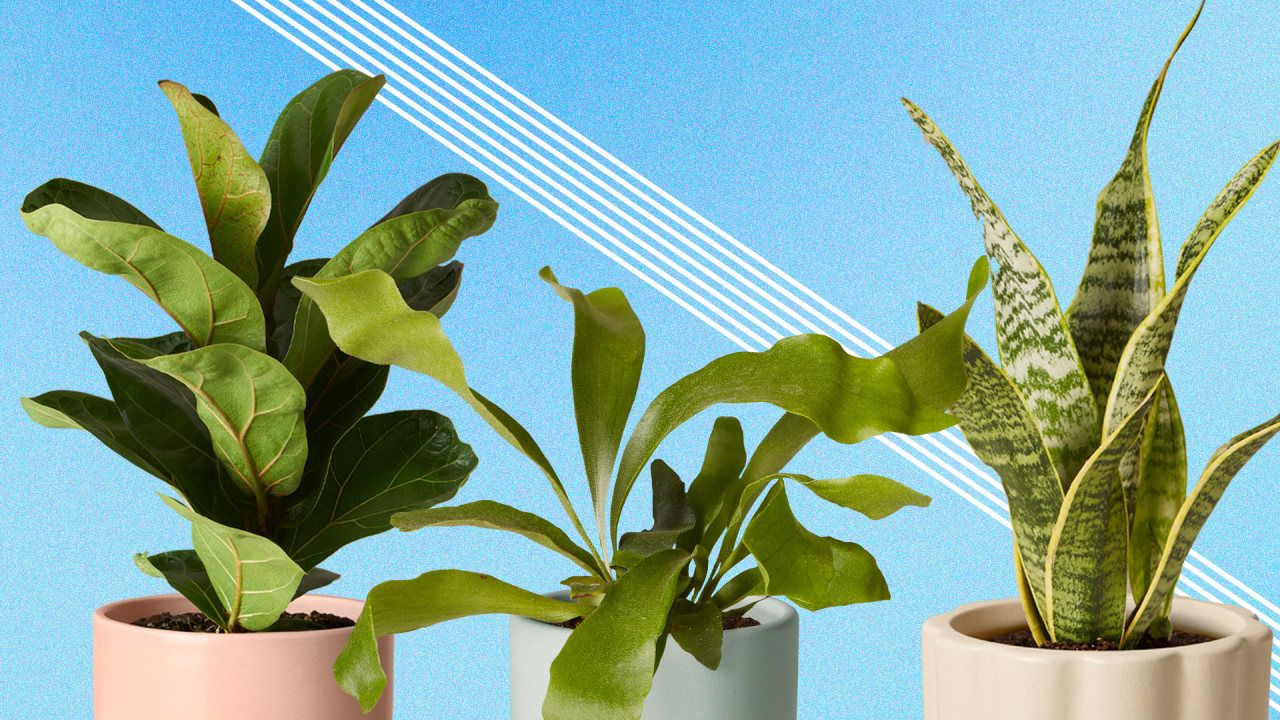 The best houseplants to give as holiday gifts