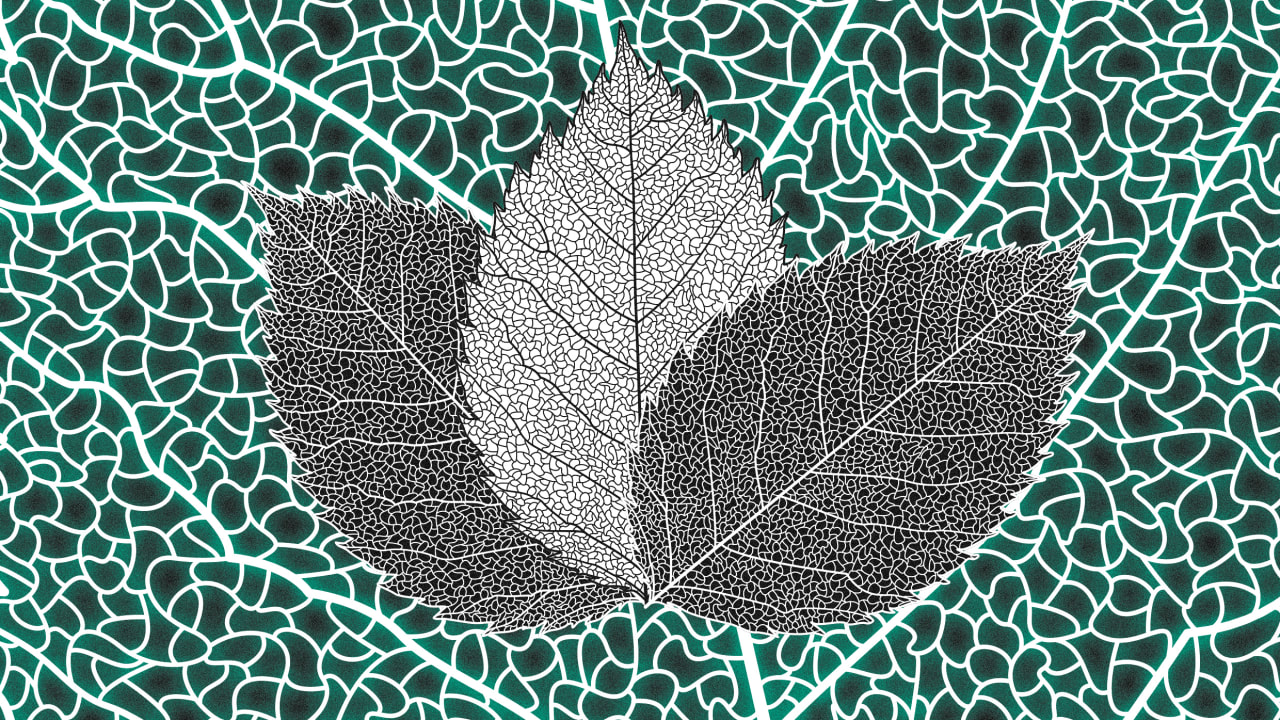 This artificial leaf turns CO2 into a low-cost fuel - Fast Company