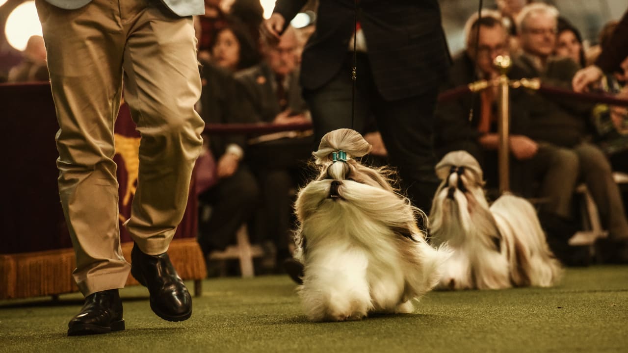 Westminster Dog Show Watch best in show, FS1 without cable