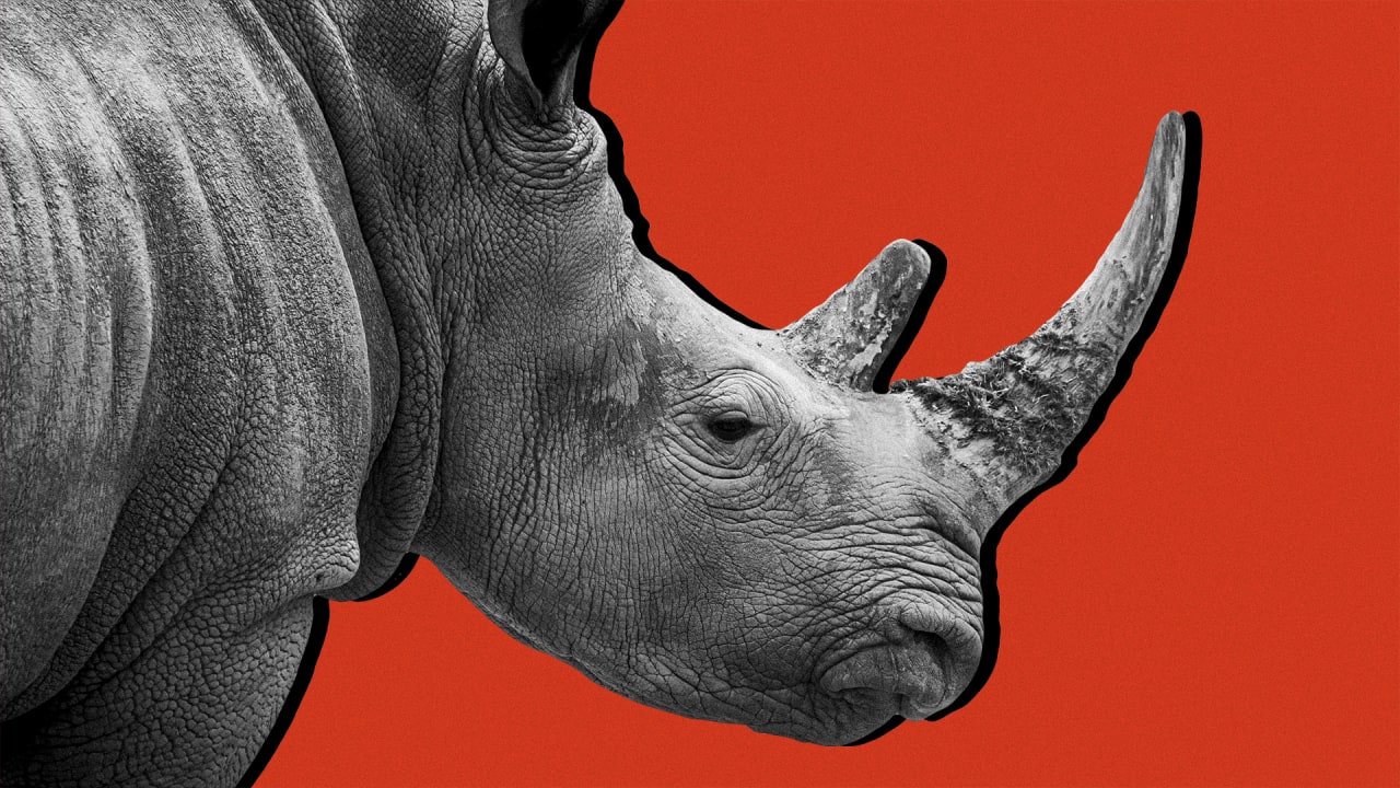 The Top Gray Rhino Risks of 2020