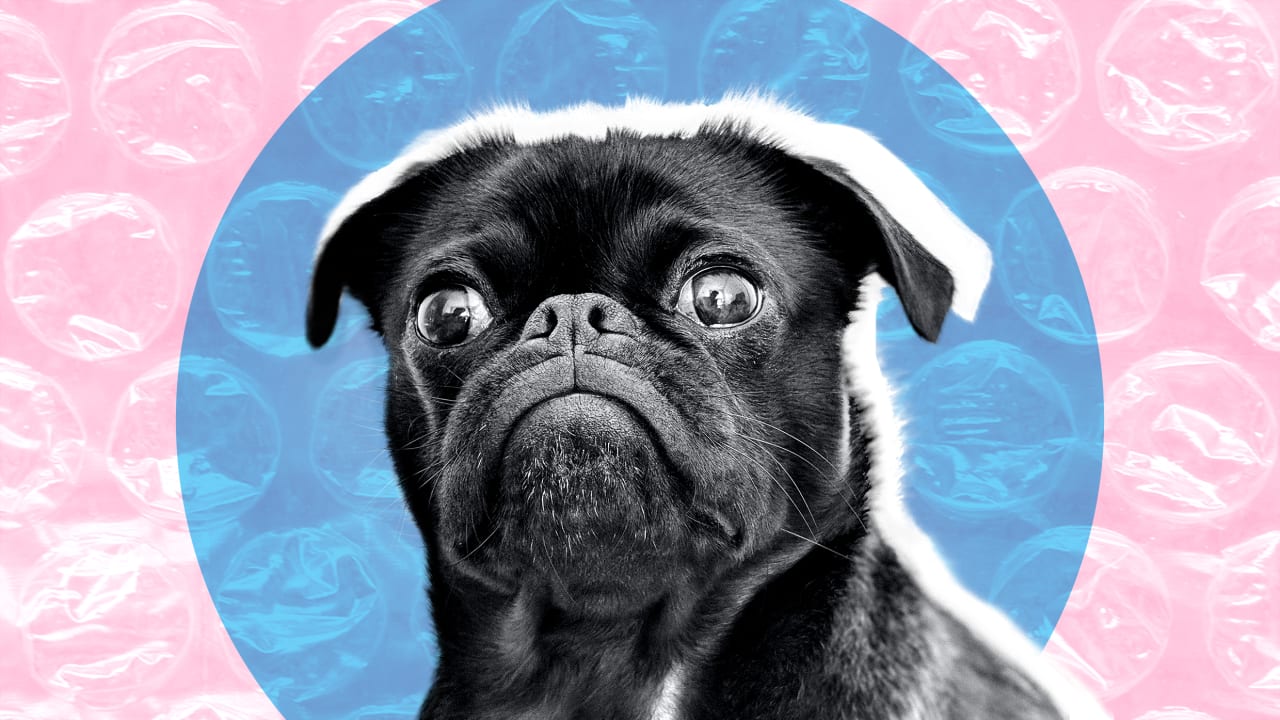 Covid 19 And Pets What The Cdc Says About Risk And Safety