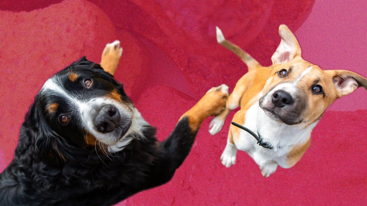 These Are The Best Dog Food Toy And Bed Companies You Can Order From