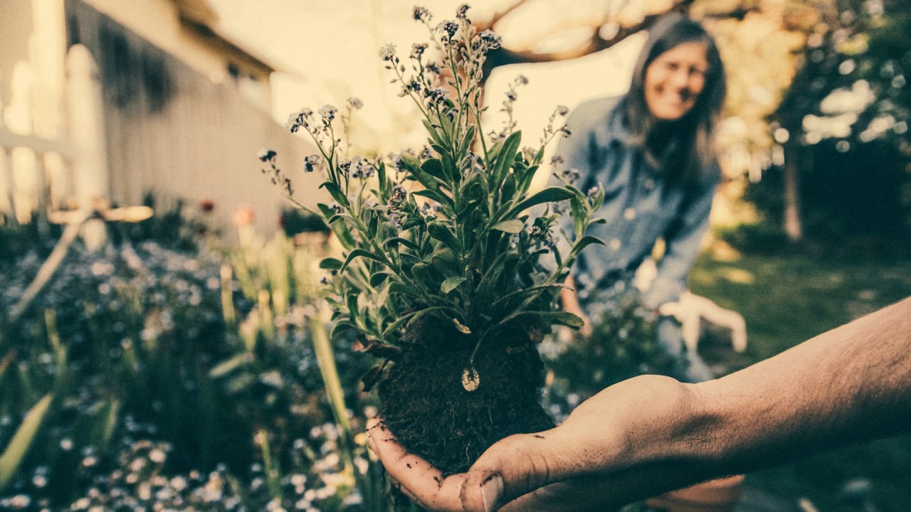 Princeton researchers discover that home gardening is basically the answer to society's ills