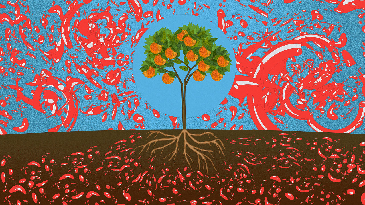 Study Plants can absorb microplastics through their roots