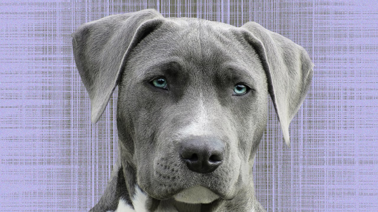 how old is 2 dog years in human