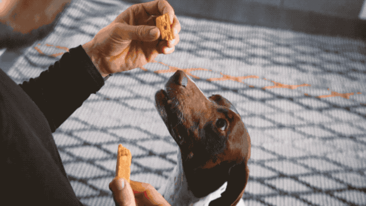 is chicken a good source of protein for dogs
