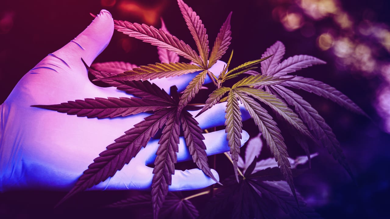 Where to find jobs in cannabis the latest industry report