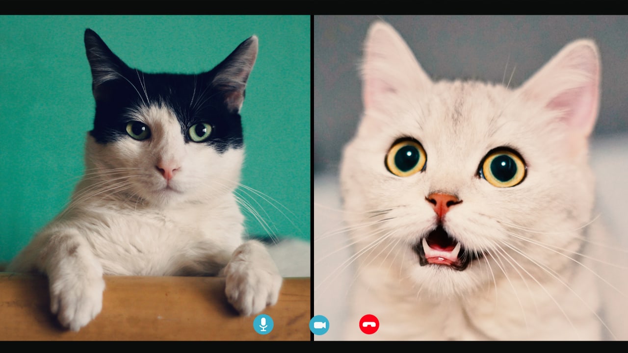 Cat filter on Douyin app leaves pets hilariously confused