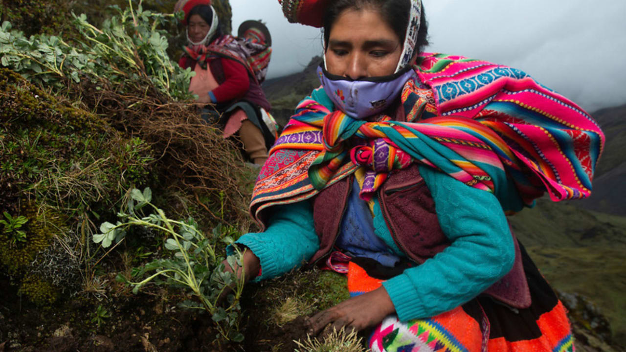 How Salesforce Has Planted 10 Million New Trees With 90 Million To Go