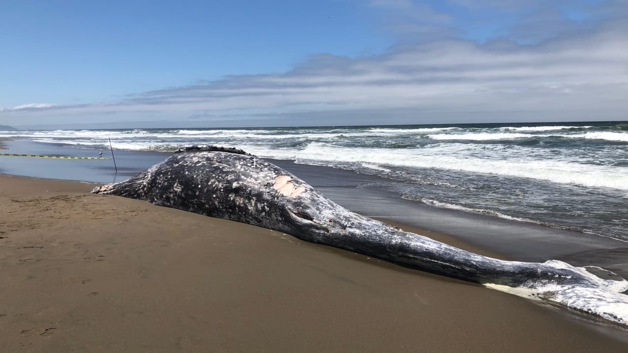 Why are so many whales dying on California beaches? Jaca Huesca