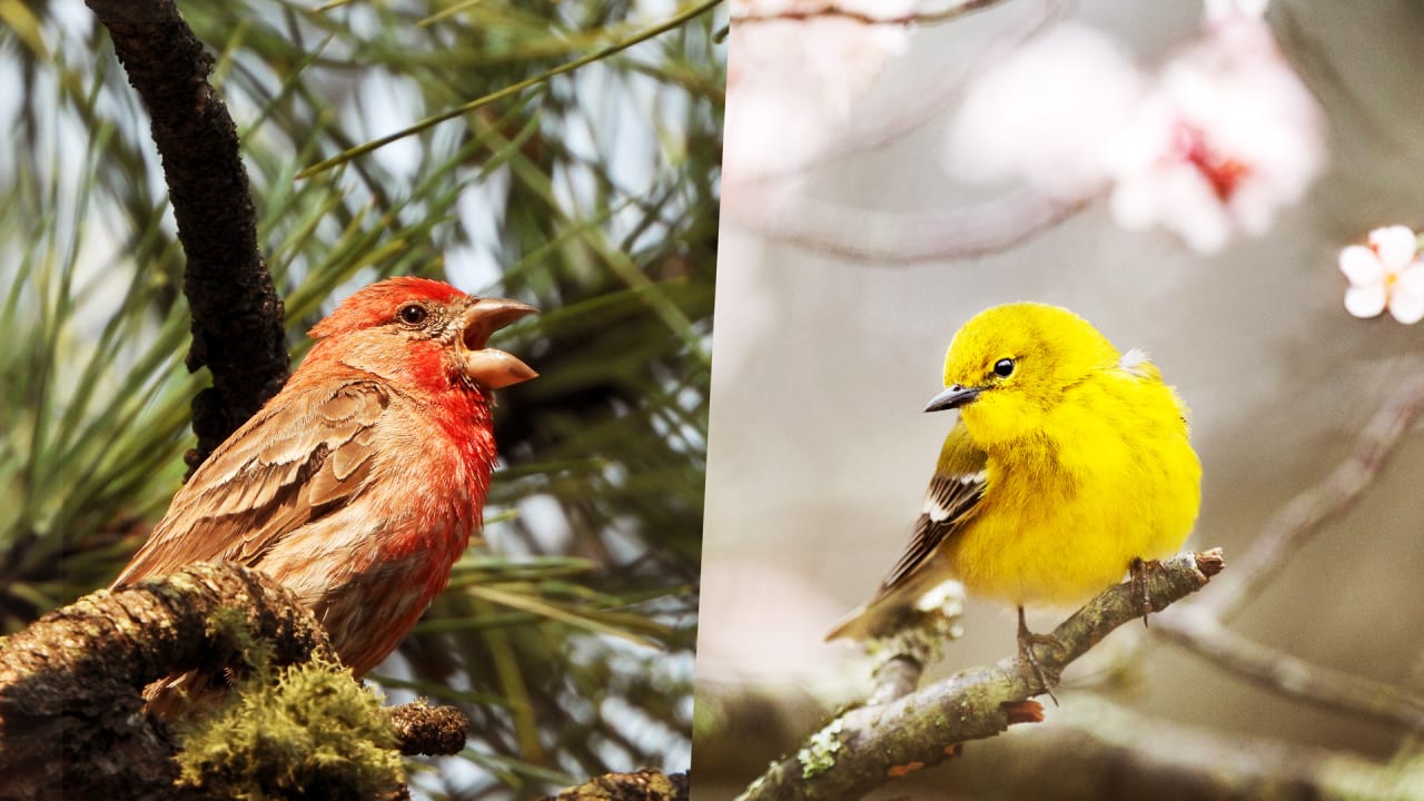 Free App To Identify Birds By Sound
